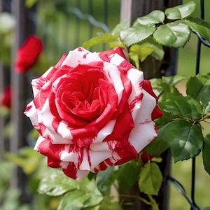 Meet your Posher, Dylan